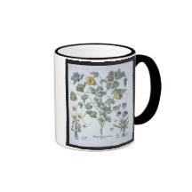 Yellow Horned Poppy, from the 'Hortus Eystettensis Mugs