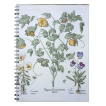 Yellow Horned Poppy, from the 'Hortus Eystettensis Spiral Note Book