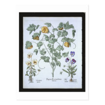 Yellow Horned Poppy, from the 'Hortus Eystettensis Post Card