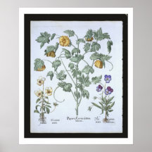 Yellow Horned Poppy, from the 'Hortus Eystettensis Poster