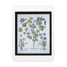 Yellow Horned Poppy, from the 'Hortus Eystettensis Magnet