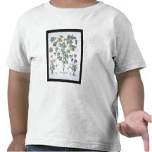 Yellow Horned Poppy, from the 'Hortus Eystettensis T Shirts