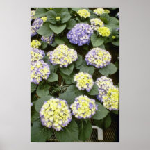 yellow Hydrangea Macrophylla 'Enziandom' flowers Print
