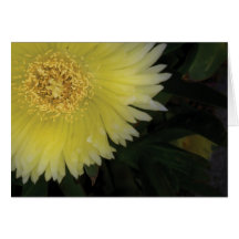 Yellow Ice Plant Card