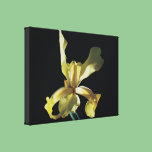 yellow iris flower in black background. canvas prints