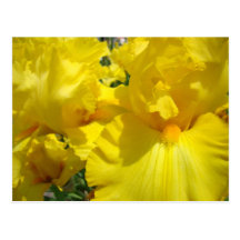 Yellow Iris Flowers post cards Botanical Garden