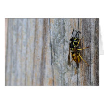 Yellow Jacket Notecards