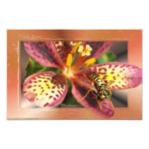 Yellow Jacket ~ photo