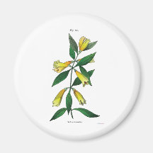 Yellow Jessamine Fridge Magnet