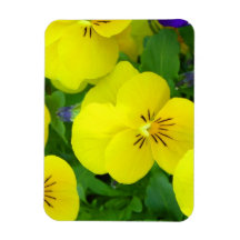 Yellow Johnny Jump Ups  Magnet