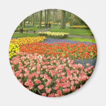yellow Keukenhof Gardens near Haarlem, Netherlands magnets