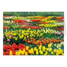 yellow Keukenhof Greenhouses flowers Greeting Card