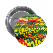 yellow Keukenhof Greenhouses flowers Pins