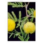yellow Klu, Popinae (Acacia farnesiana) flowers Greeting Cards