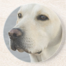 Yellow Lab  Coaster