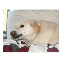 Yellow lab growl post cards