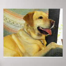YELLOW LAB IN CHAIR POSTER