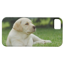 Yellow lab iPhone 5 cases
