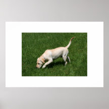 "Yellow Lab" Poster