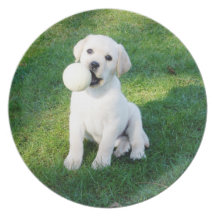 Yellow lab pup collector plate