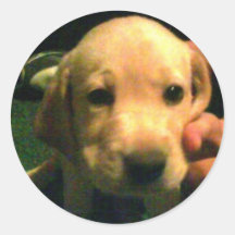 yellow lab pup round stickers
