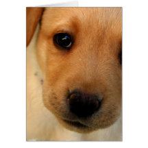 Yellow Lab Puppy Greeting Card