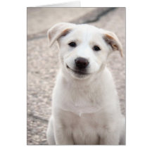 Yellow Lab Puppy - Paper Products Card
