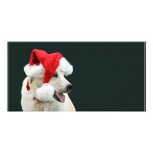 Yellow lab Santa Claus Photo Greeting Card
