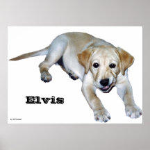 Yellow Labrador Puppy Poster
