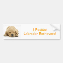 Yellow Labrador Retriever Bumper Stickers