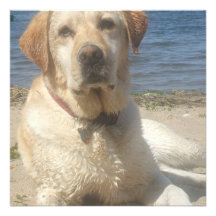 Yellow Labrador Retriever Dog Invitation