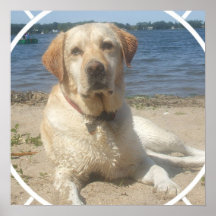 Yellow Labrador Retriever Dog Poster