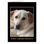 Yellow Labrador Retriever Greeting Card (blank)