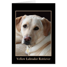 Yellow Labrador Retriever Greeting Card (blank)