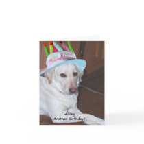 Yellow Labrador Retriever in Birthday Hat