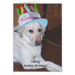 Yellow Labrador Retriever in Birthday Hat Greeting Card