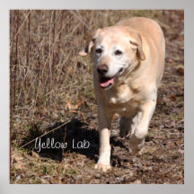 Yellow Labrador Retriever Loves the Hunt Poster