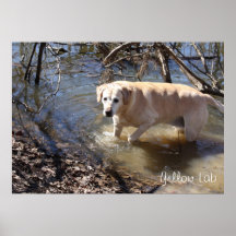 Yellow Labrador Retriever Loves the Water Poster