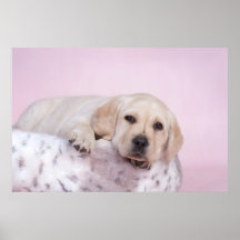Yellow Labrador retriever Print