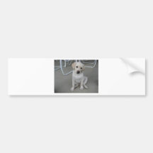 Yellow Labrador Retriever Puppy Bumper Stickers