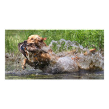 Yellow Labrador Retriever with duck photo card