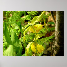 Yellow Ladies Slippers Photo Print / Poster