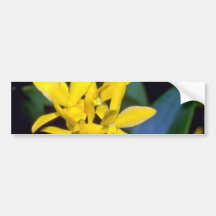 yellow Laelia flowers Bumper Stickers