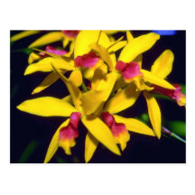 yellow Laelia flowers Post Cards