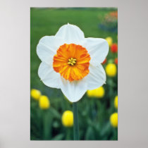 Yellow Large-cupped Narcissi, 'Professor Einstein' Print
