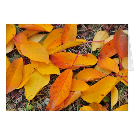 Yellow leaf carpet cards