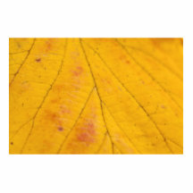 Yellow Leaf Macro Cut Out