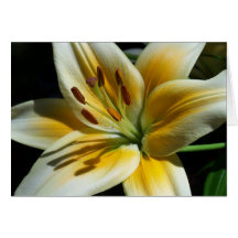 Yellow Lily Card