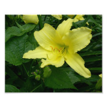 Yellow Lily Flower Photo