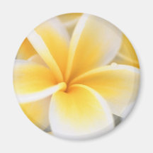 Yellow Lily Fridge Magnets